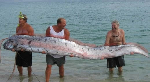 皇带鱼可以吃吗及和带鱼区别：巨型皇带鱼图片