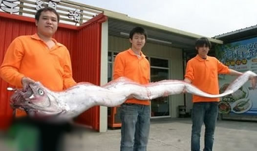 皇带鱼可以吃吗及和带鱼区别：巨型皇带鱼图片