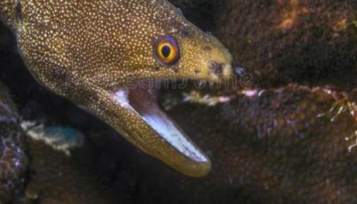 海洋中十大恐怖的鱼类：深海中的神秘生物