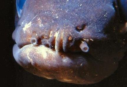 海洋中十大恐怖的鱼类：深海中的神秘生物
