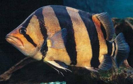 海洋中十大恐怖的鱼类：深海中的神秘生物