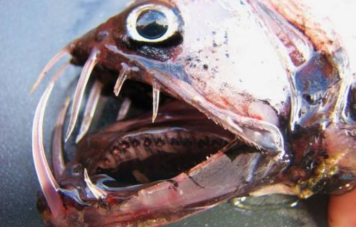 海洋中十大恐怖的鱼类：深海中的神秘生物