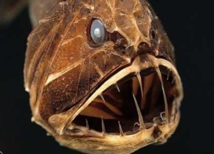 海洋中十大恐怖的鱼类:深海中的神秘生物 海洋中十大恐怖的鱼类:深海中的神秘生物