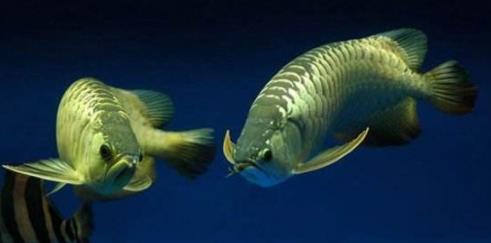 海洋中十大恐怖的鱼类：深海中的神秘生物