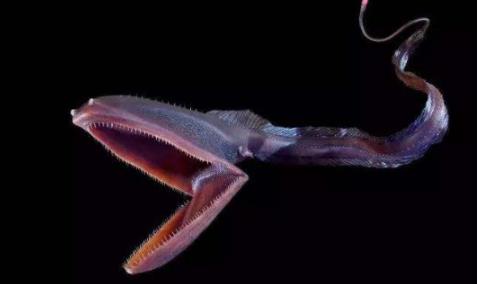 海洋中十大恐怖的鱼类:深海中的神秘生物 海洋中十大恐怖的鱼类:深海中的神秘生物