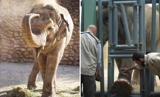 世上最悲伤大象什么情况：为什么说最悲伤大象原因详情