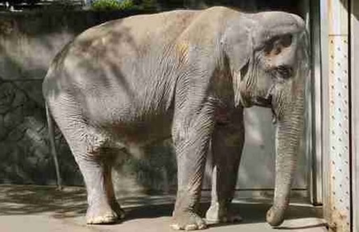 世上最悲伤大象什么情况：为什么说最悲伤大象原因详情