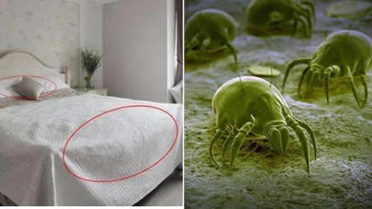 床上除螨虫的简单方法:小小螨虫令人唯恐避之不及