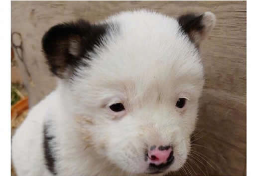 李荣浩同款狗狗价值1元：具体内容这是个什么梗？