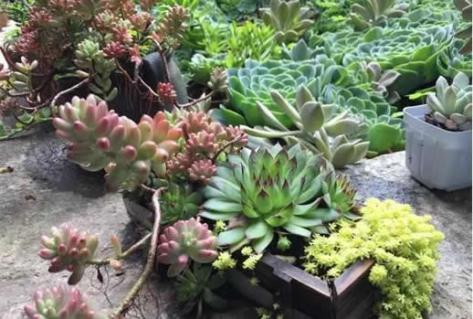 最美尼姑庵种哪些多肉：满园多肉高颜值多肉植物天堂