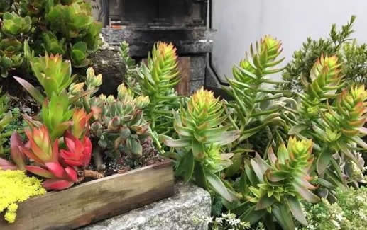 最美尼姑庵种哪些多肉：满园多肉高颜值多肉植物天堂