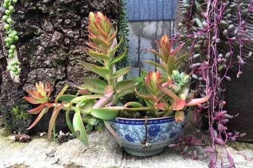 最美尼姑庵种哪些多肉：满园多肉高颜值多肉植物天堂