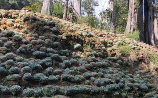 最美尼姑庵种哪些多肉：满园多肉高颜值多肉植物天堂