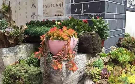 最美尼姑庵种哪些多肉：满园多肉高颜值多肉植物天堂