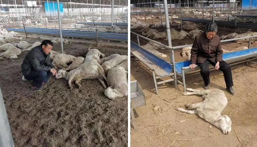 500只羊一夜暴毙怎么回事:详情真相令人愤怒又心疼 500只羊一夜暴毙怎么回事:详情真相令人愤怒又心疼