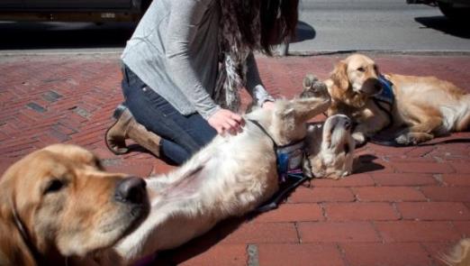 狗狗孤独的疗伤或死亡竟是返祖现象（令人心疼）