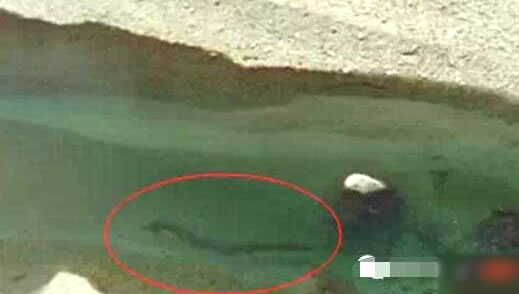 海底惊现12米巨型真龙是真的吗：这究竟是个什么梗？