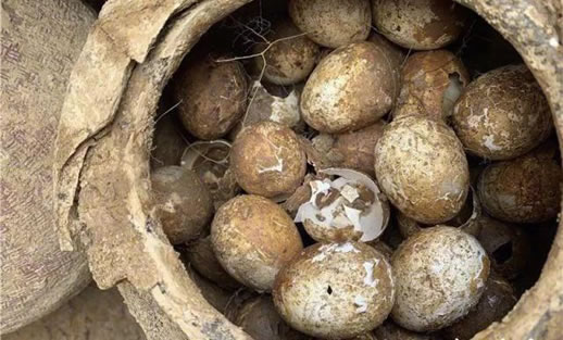 2500年前的鸡蛋照片曝光:始末详情还能孵小鸡吗? 2500年前的鸡蛋照片曝光:始末详情还能孵小鸡吗?