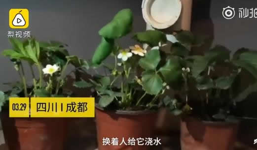 种草莓成高校作业真相曝光:这究竟是个什么梗? 种草莓成高校作业真相曝光:这究竟是个什么梗?