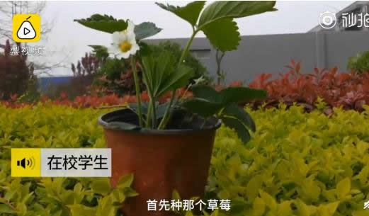 种草莓成高校作业真相曝光:这究竟是个什么梗? 种草莓成高校作业真相曝光:这究竟是个什么梗?