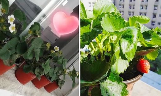 种草莓成高校作业真相曝光:这究竟是个什么梗? 种草莓成高校作业真相曝光:这究竟是个什么梗?