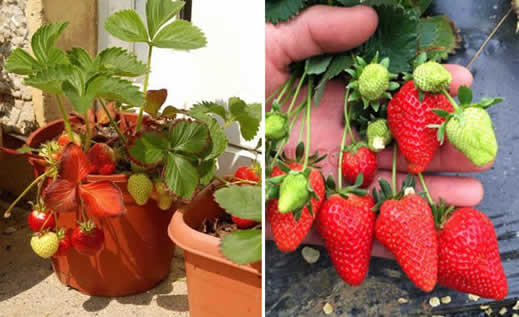 种草莓成高校作业真相曝光:这究竟是个什么梗? 种草莓成高校作业真相曝光:这究竟是个什么梗?