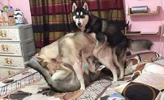 二哈：老弟，要加你一个一起玩不