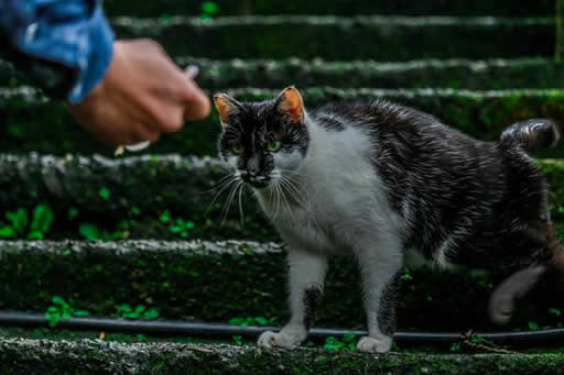 世界六大赏猫景点什么情况：寻猫之旅这些景点不容错过