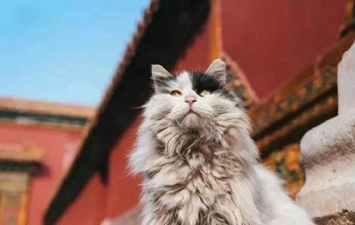 世界六大赏猫景点什么情况：寻猫之旅这些景点不容错过