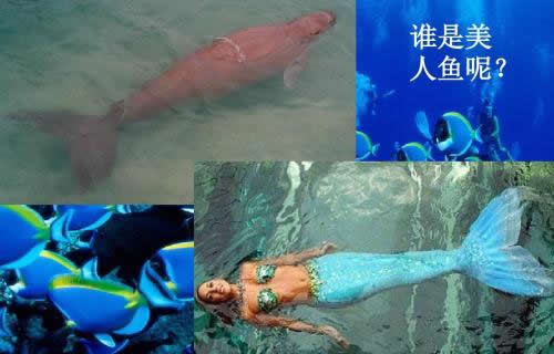 儒艮怎么读:揭晓儒艮是什么(美人鱼原型吗) 儒艮怎么读:揭晓儒艮是什么(美人鱼原型吗)