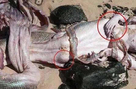 儒艮怎么读:揭晓儒艮是什么(美人鱼原型吗) 儒艮怎么读:揭晓儒艮是什么(美人鱼原型吗)