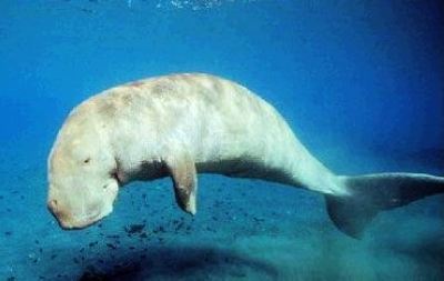 儒艮怎么读:揭晓儒艮是什么(美人鱼原型吗) 儒艮怎么读:揭晓儒艮是什么(美人鱼原型吗)