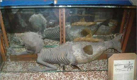 儒艮怎么读:揭晓儒艮是什么(美人鱼原型吗) 儒艮怎么读:揭晓儒艮是什么(美人鱼原型吗)