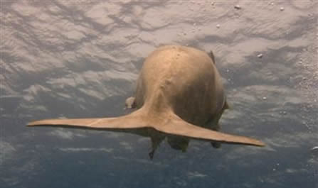 儒艮怎么读:揭晓儒艮是什么(美人鱼原型吗) 儒艮怎么读:揭晓儒艮是什么(美人鱼原型吗)