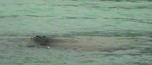 网络曝光的世界十大水怪:十大水怪简介及图片 网络曝光的世界十大水怪:十大水怪简介及图片