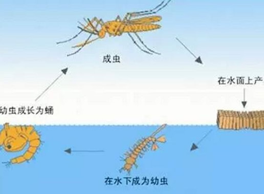 蚊子的寿命多长时间曝光：蚊子如何形成及选择猎物吸血的