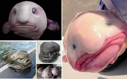 水滴鱼丑到没有朋友: 因水滴鱼有点吓人(丑鱼盘点) 水滴鱼丑到没有朋友: 因水滴鱼有点吓人(丑鱼盘点)