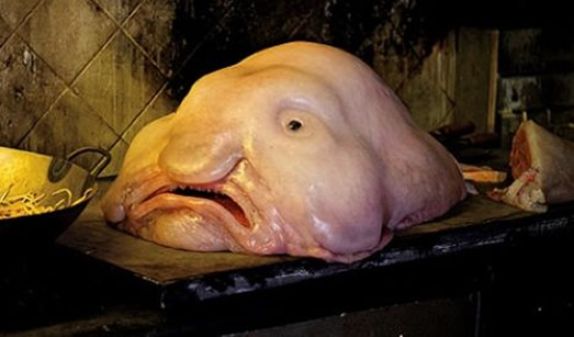 水滴鱼丑到没有朋友: 因水滴鱼有点吓人(丑鱼盘点) 水滴鱼丑到没有朋友: 因水滴鱼有点吓人(丑鱼盘点)