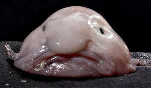 水滴鱼丑到没有朋友: 因水滴鱼有点吓人(丑鱼盘点) 水滴鱼丑到没有朋友: 因水滴鱼有点吓人(丑鱼盘点)