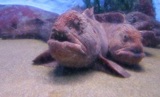 水滴鱼丑到没有朋友: 因水滴鱼有点吓人(丑鱼盘点) 水滴鱼丑到没有朋友: 因水滴鱼有点吓人(丑鱼盘点)