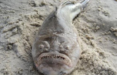 水滴鱼丑到没有朋友: 因水滴鱼有点吓人(丑鱼盘点) 水滴鱼丑到没有朋友: 因水滴鱼有点吓人(丑鱼盘点)