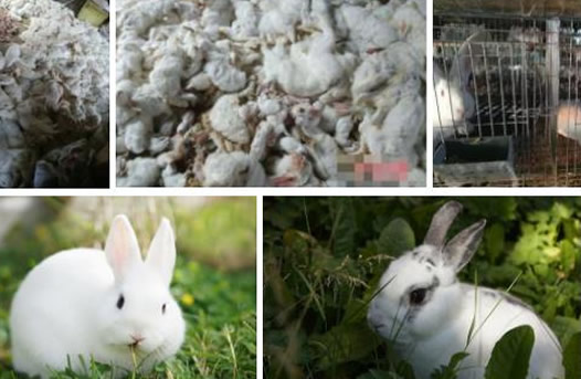 吓死兔子赔44万详情真相：这到底是个什么梗？