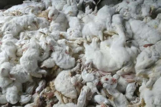 吓死兔子赔44万详情真相：这到底是个什么梗？