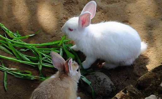 吓死兔子赔44万详情真相：这到底是个什么梗？