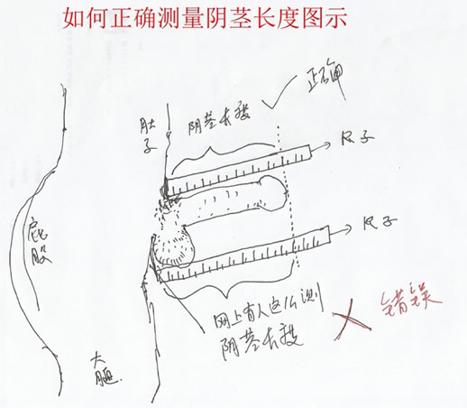 男人阴经标准多长:平均长度多长(附正确测量方法) 男人阴经标准多长:平均长度多长(附正确测量方法)