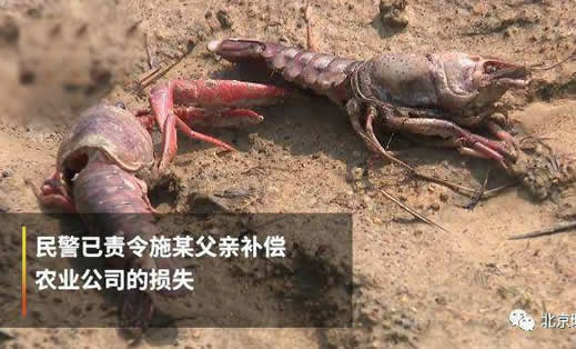 熊孩子毒死小龙虾怎么回事:原因详情始末令人心疼 熊孩子毒死小龙虾怎么回事:原因详情始末令人心疼