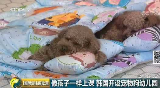 幼儿园把狗当娃养：始末真相这到底怎么回事