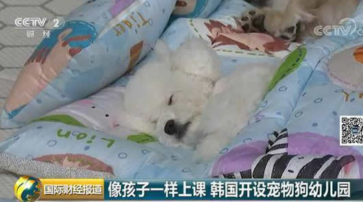 幼儿园把狗当娃养：始末真相这到底怎么回事