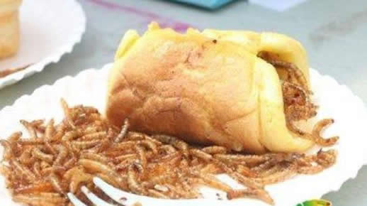 高校办昆虫美食节有10多种:颜色鲜艳你敢尝鲜吗 高校办昆虫美食节有10多种:颜色鲜艳你敢尝鲜吗