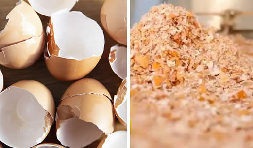 鸡蛋壳卖出2000万变废为宝:这到底是怎么回事 鸡蛋壳卖出2000万变废为宝:这到底是怎么回事